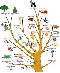 Evolution of Evolutionary Theory